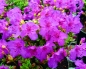 Preview: Rhododendron Radistrotum