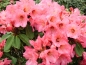 Preview: Rhododendron yakushimanum 'Morgenrot'