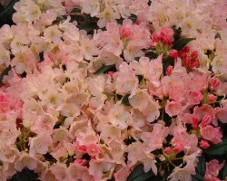 Preview: Rhododendron yakushimanum 'Percy Wiseman'