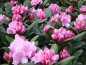Preview: Rhododendron yakushimanum 'Silberwolke', weiß