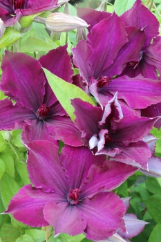 Clematis 'Honora'