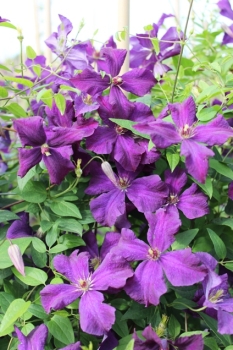 Clematis 'Jackmannii'