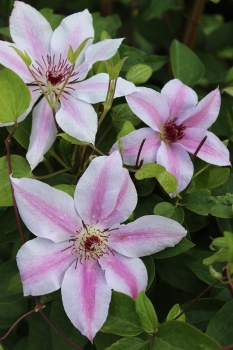 Clematis 'John Paul II'