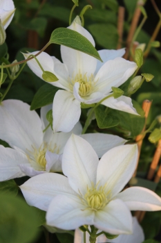 Clematis 'Mevrouw Le Coultre'
