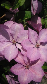 Clematis 'Margret Hunt'