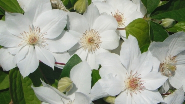 Clematis 'Mrs George Jackman'
