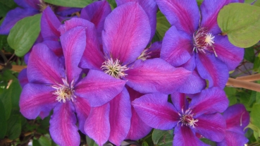 Clematis 'Mrs N. Thompson'