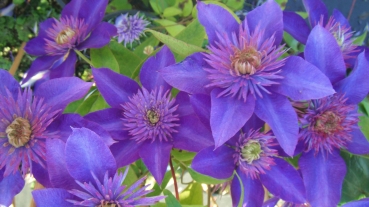 Clematis 'Multi Blue'