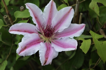 Clematis 'Nelly Moser'