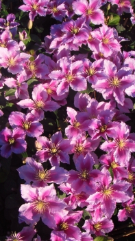 Clematis 'Piilu'