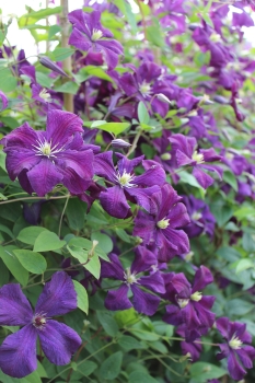 Clematis 'Polish Spirit'