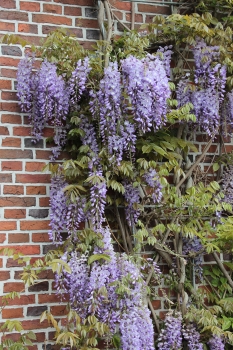 Wisteria sinensis