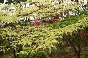 Cornus controversa 'Variegata', Foto: Odo Tschetsch