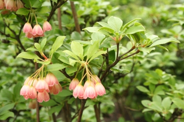 Enkianthus campanulatus, Foto: Odo Tschetsch
