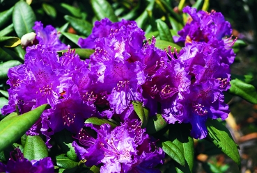 Rhododendron hybride Alfred