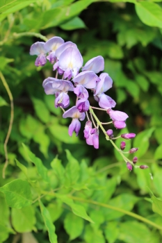 Wisteria floribunda 'Rosea'