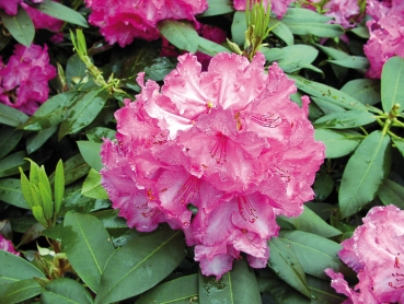 Rhododendron Walküre