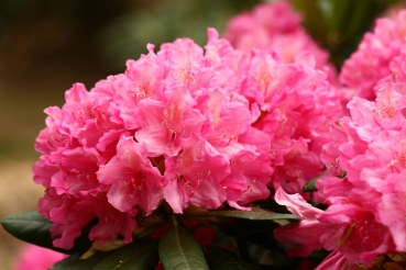 Rhododendron Haaga, Foto Odo Tschetsch