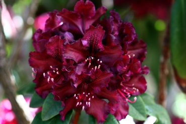 Rhododendron Midnight Beauty, Foto: Odo Tschetsch