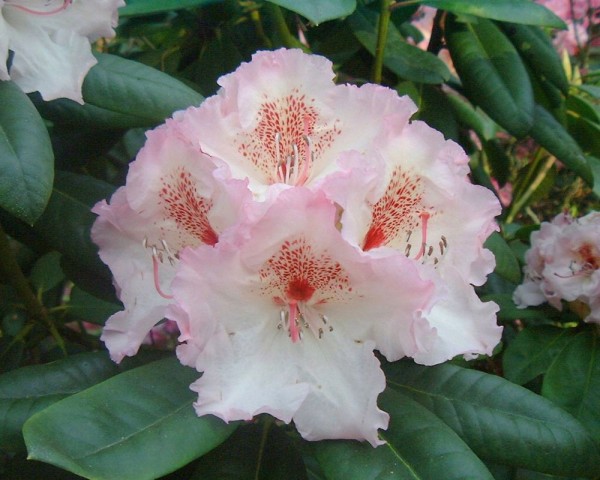 'Simona'