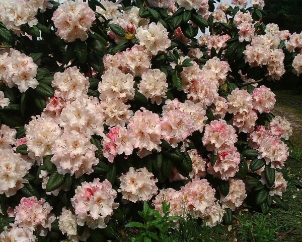 'Simona'