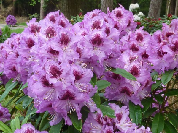 'Pfauenauge' ®