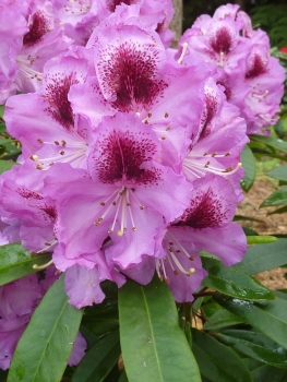 'Pfauenauge' ®