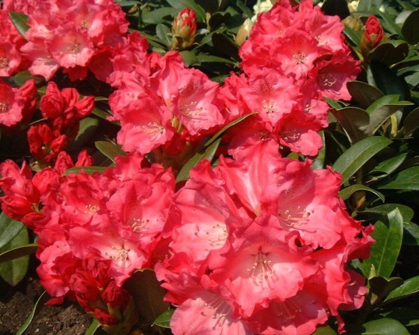 Rhododendron yakushimanum 'Morgenrot'