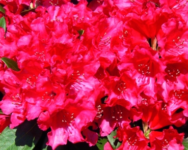 Rhododendron Tromba