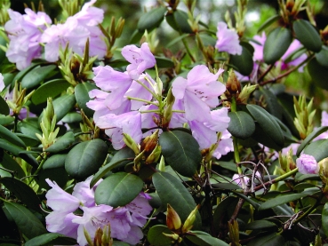 Rhododendron Vater Böhlje