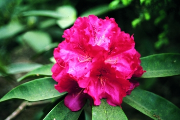 Rhododendron Wilgen's Ruby
