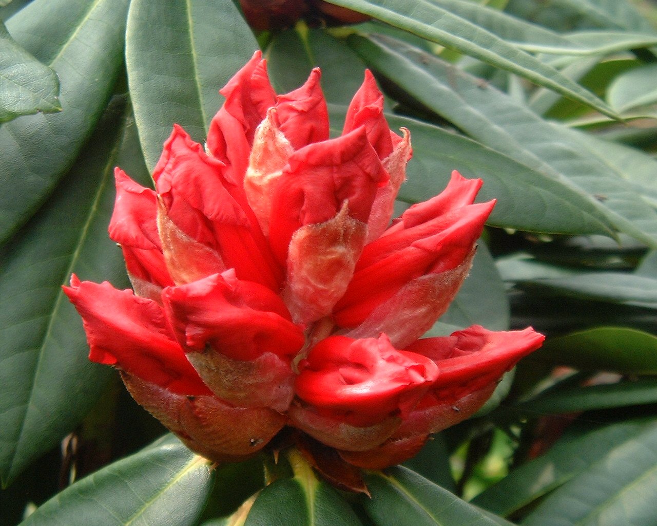 Der Rhododendron Shop von Hobbie aus Westerstede - Rhododendron, Taurus,  groblumig, Hybride, rot, frhblhend, Frhblher, winterhart, robust,  kompakt, dunkelgruen, Laub, wintergruen, immergruen, dunkelgrn,  wintergrn, immergrn, Zchter Mossman ...