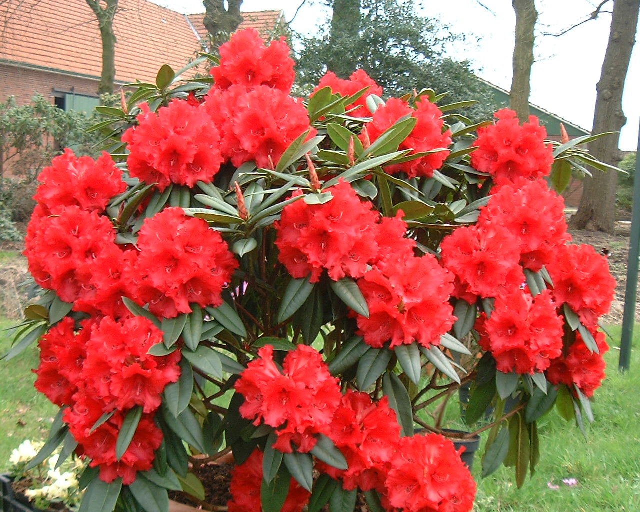 Der Rhododendron Shop von Hobbie aus Westerstede - Rhododendron Hybride  'Taurus', reinrot