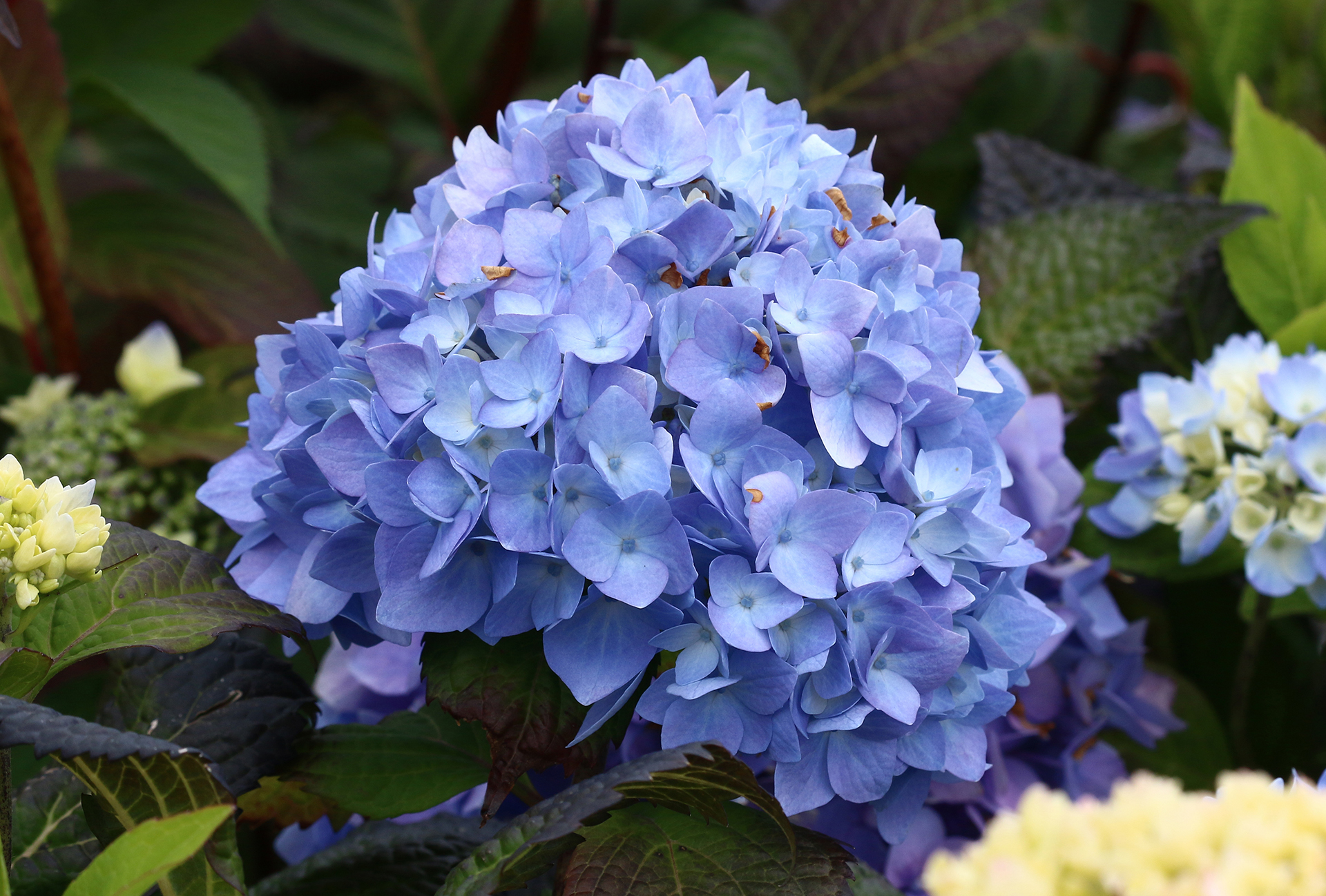 Der Rhododendron Shop von Hobbie aus Westerstede - Hydrangea macrophylla  ENDLESS SUMMER blau, sommergrn, Hobbie, Rhododendron, Waldpark, Westerstede