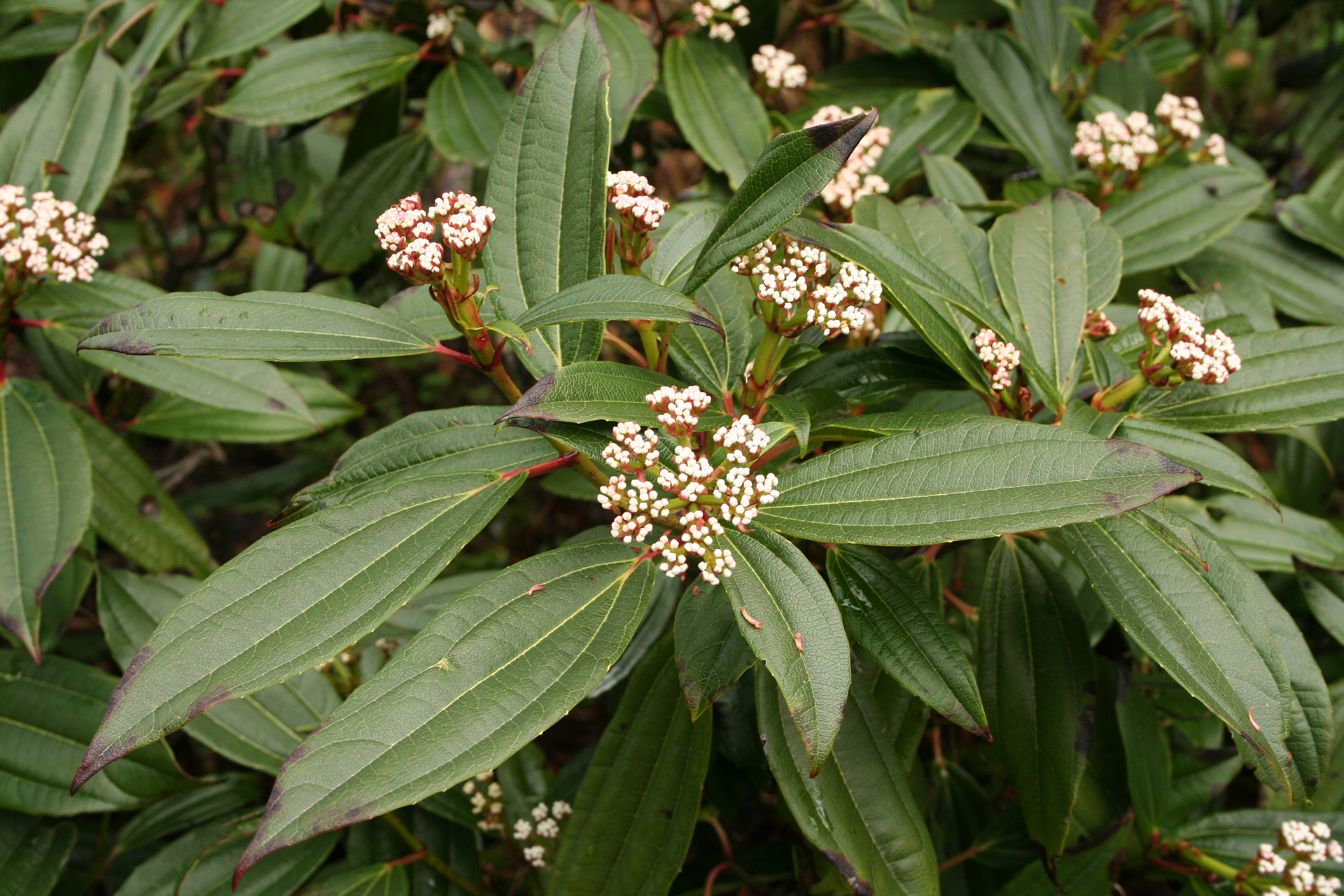 Der Rhododendron Shop von Hobbie aus Westerstede Viburnum davidii