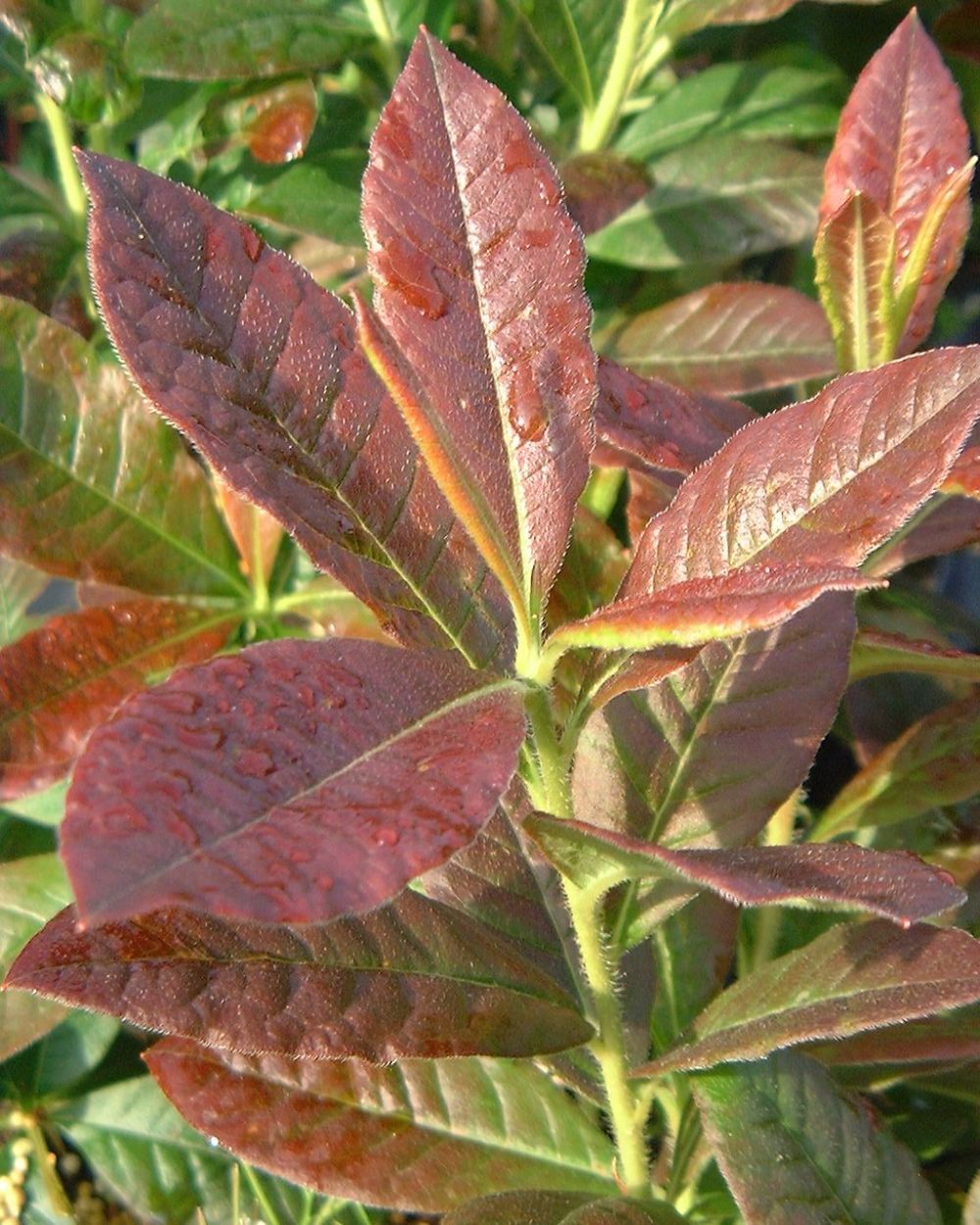 Der Rhododendron Shop von Hobbie aus Westerstede - Klondyke rhododendron  azalea Knap Hill hybrid deciduous new shoots reddish-brown flowers orange  yellow hardy