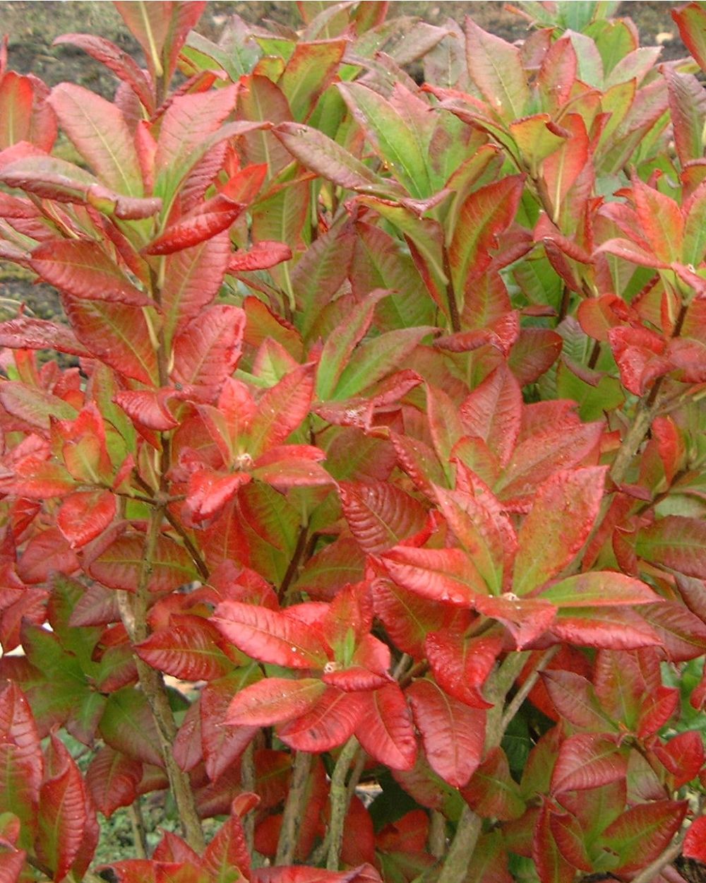 Der Rhododendron Shop von Hobbie aus Westerstede - Glowing Embers  Rhododendron Knap Hill Hybrid orange red