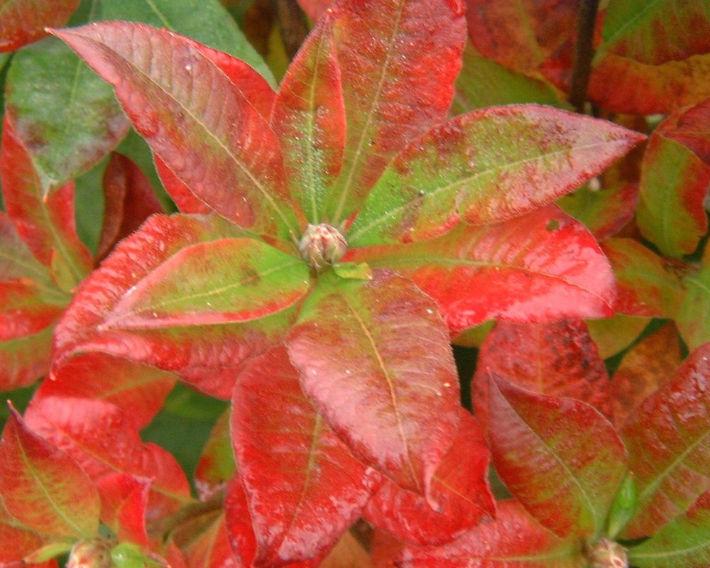 Der Rhododendron Shop von Hobbie aus Westerstede - Glowing Embers  Rhododendron Knap Hill Hybrid orange red