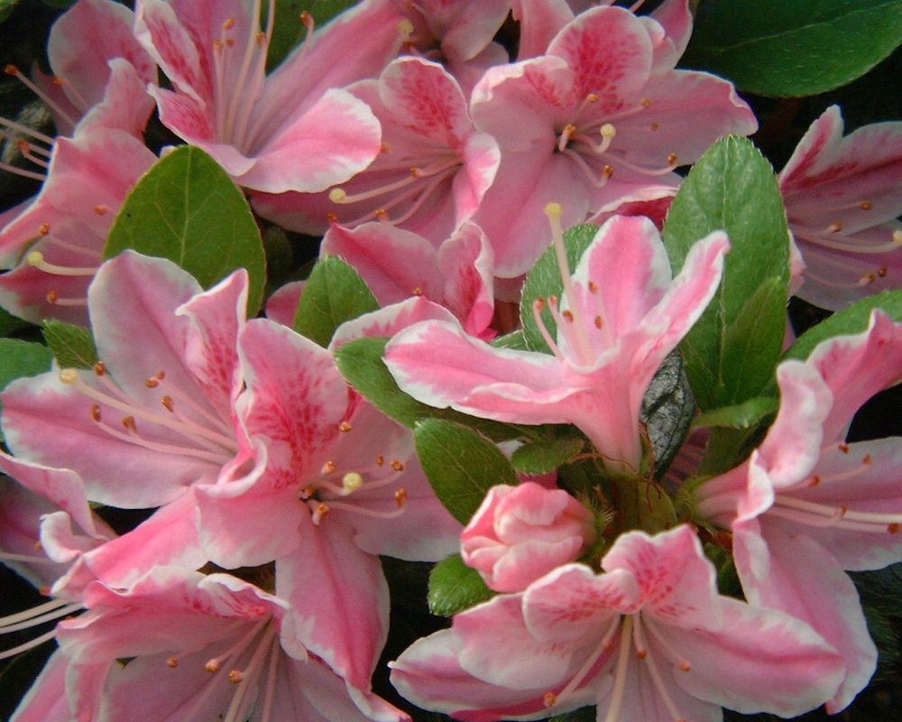 Der Rhododendron Shop von Hobbie aus Westerstede - Azalea Kermesina Ros,  Rhododendron Obtusum Hybride, rose, white,