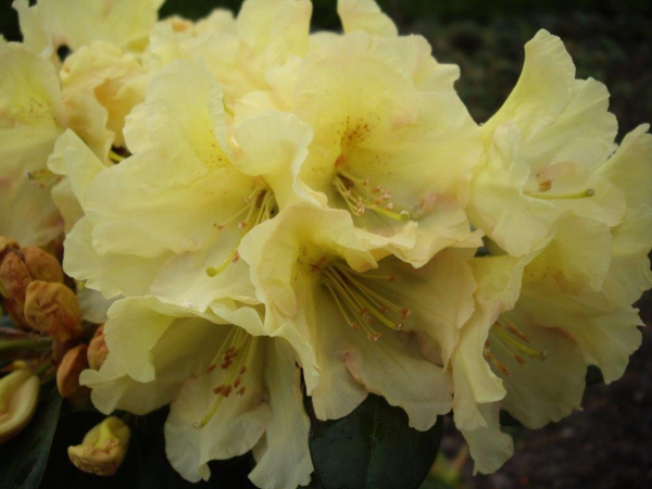 Rhododendron Hybride Buffalo