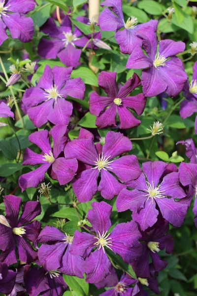 Clematis viticella 'Etoile Violette'
