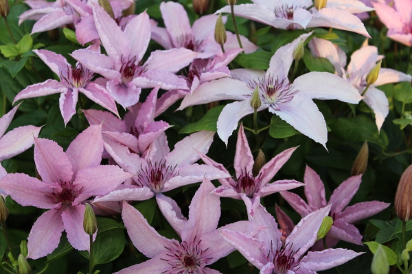 Clematis 'Hagley Hybrid'