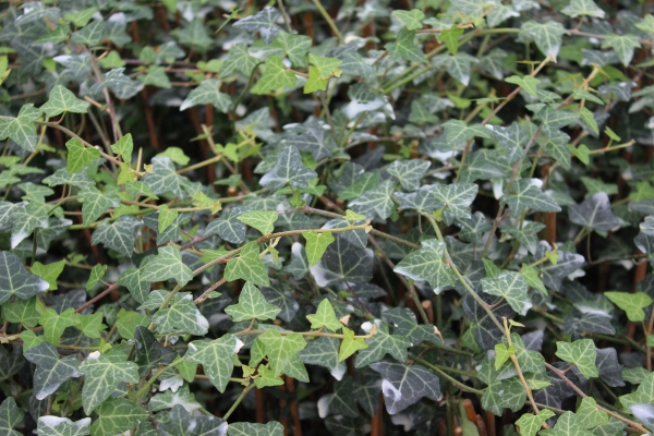 Hedera helix