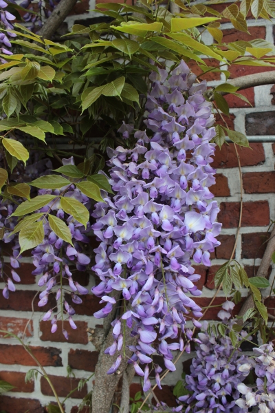 Wisteria floribunda
