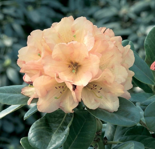 Der Rhododendron Shop von Hobbie aus Westerstede - Viscy  Viscidifolium-Hybride, Zchtung von D.G. Hobbie, lange Bltezeit, Mai,  orange, kupfer, bronze, gelb, winterhart,
