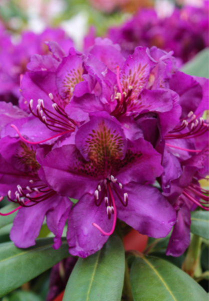 'Monsieur Marcel Ménard' / 'Marcel Menard'