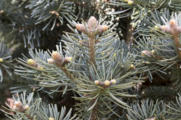 Abies lasiocarpa var. arizonica 'Compacta'; Foto: Odo Tschetsch
