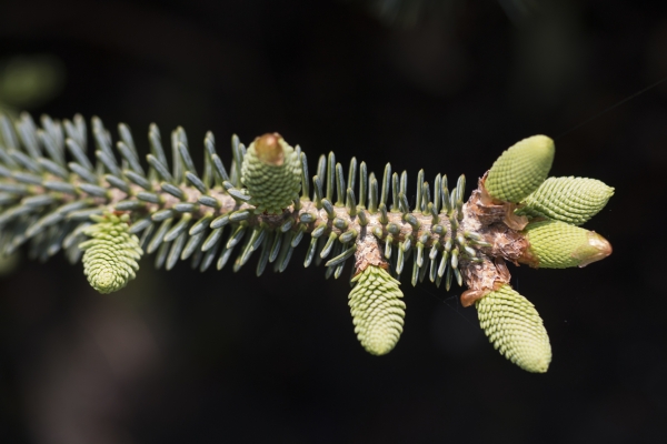 Abies pinsapo 'Glauca', Foto: Odo Tschetsch