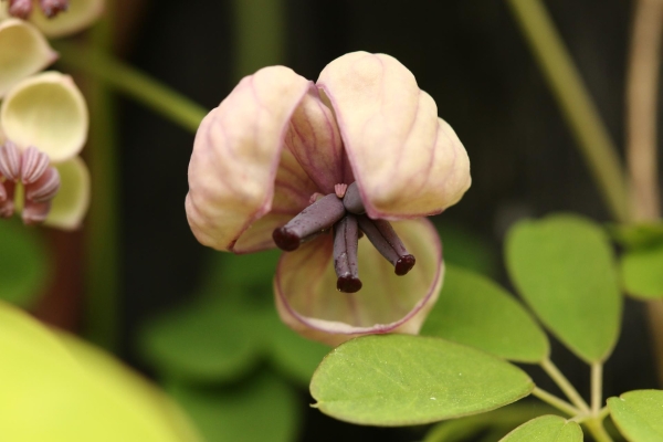 Akebia quinata; Foto: Odo Tschetsch
