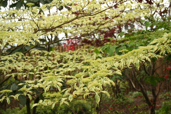 Cornus controversa 'Variegata', Foto: Odo Tschetsch